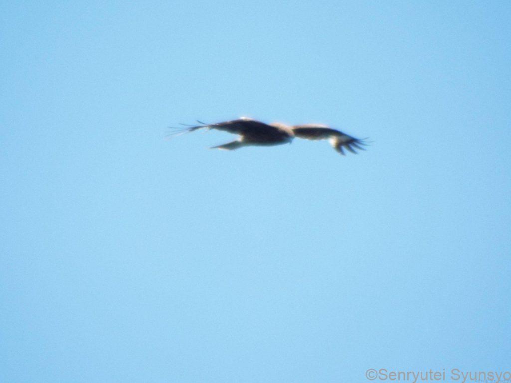 空飛ぶ猛禽を撮るのは難しいものです。 ばっちり撮れたとは言いがたいのですが、このボケ加減が気に入って掲載。自画自賛。 「すべて世はこともなし」第五話 Moonset Air C Partでも使用。 見上げた空には、きっとこんな鳥が悠然と滑空していました。
