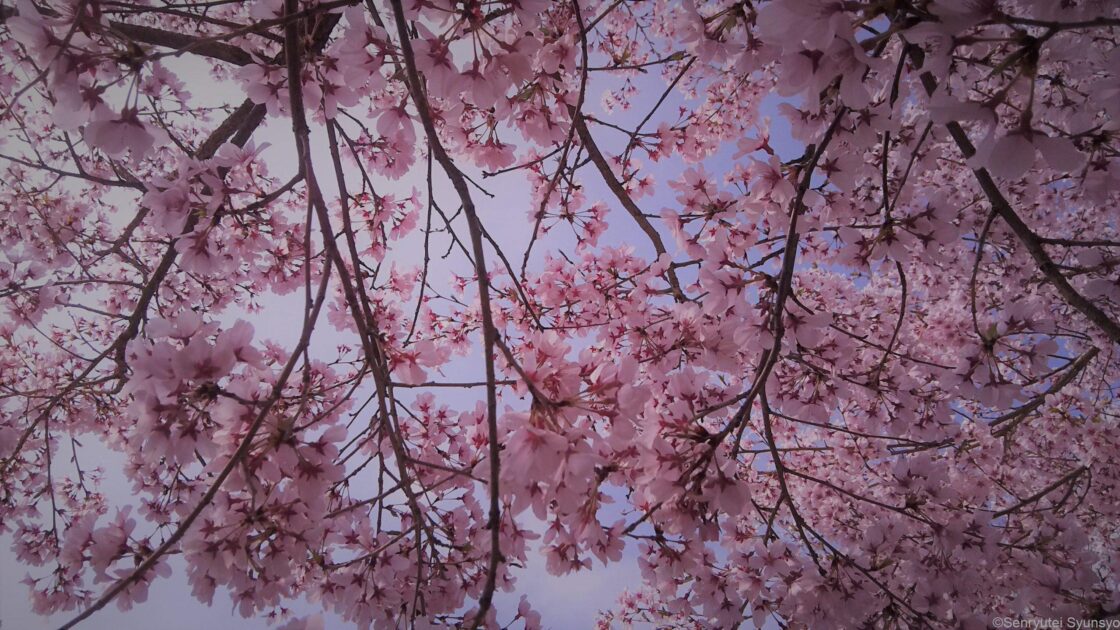 根元から仰ぎ見れば桜の天蓋。これをモノクロに加工したものを「西方夜話」に使用。