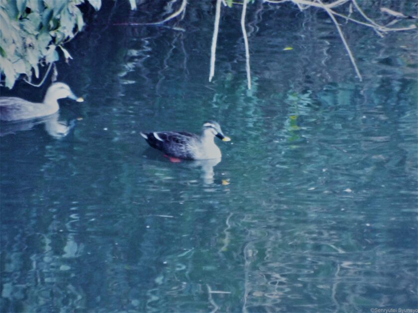 近所のため池に鴨が群れていることをつい最近知りました。 ご不在かな?と思ったら、水面に張り出した樹木の下からほろほろと泳ぎ出てきました。そこをすかさず一枚。連写モードにしとけば飛び立つところまで撮れたのに・・・。