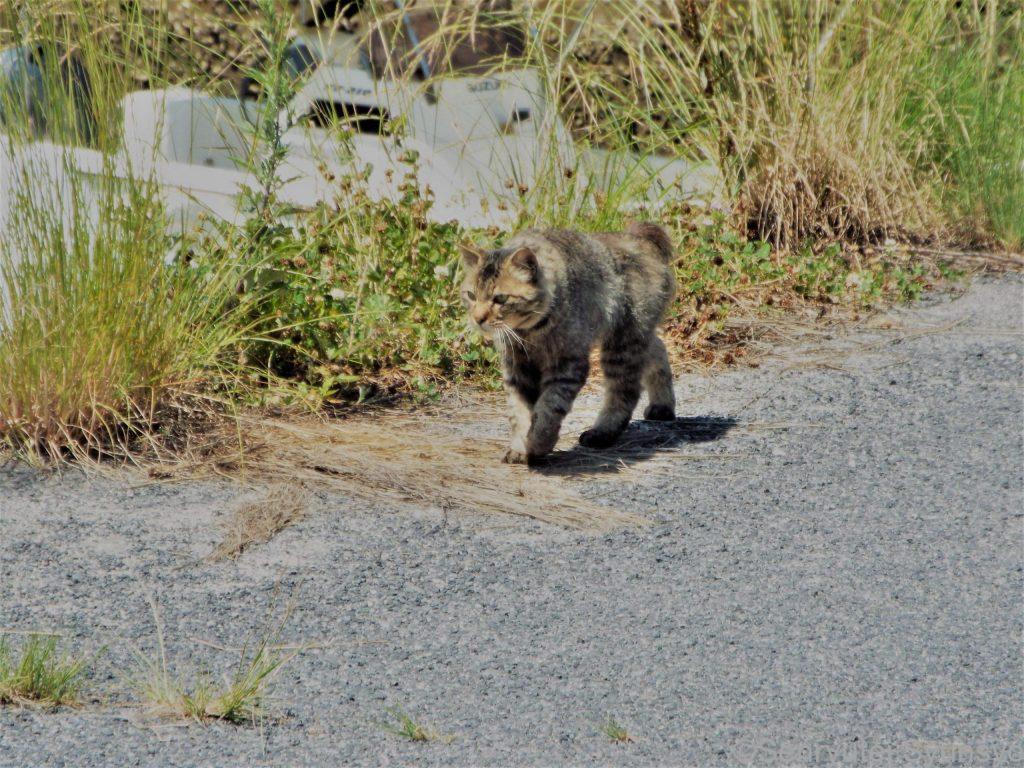 あー、食べた食べた