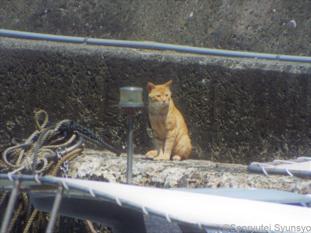 漁師さんが売り物にならない魚をくれるらしく、猫たちは人待ち顔。