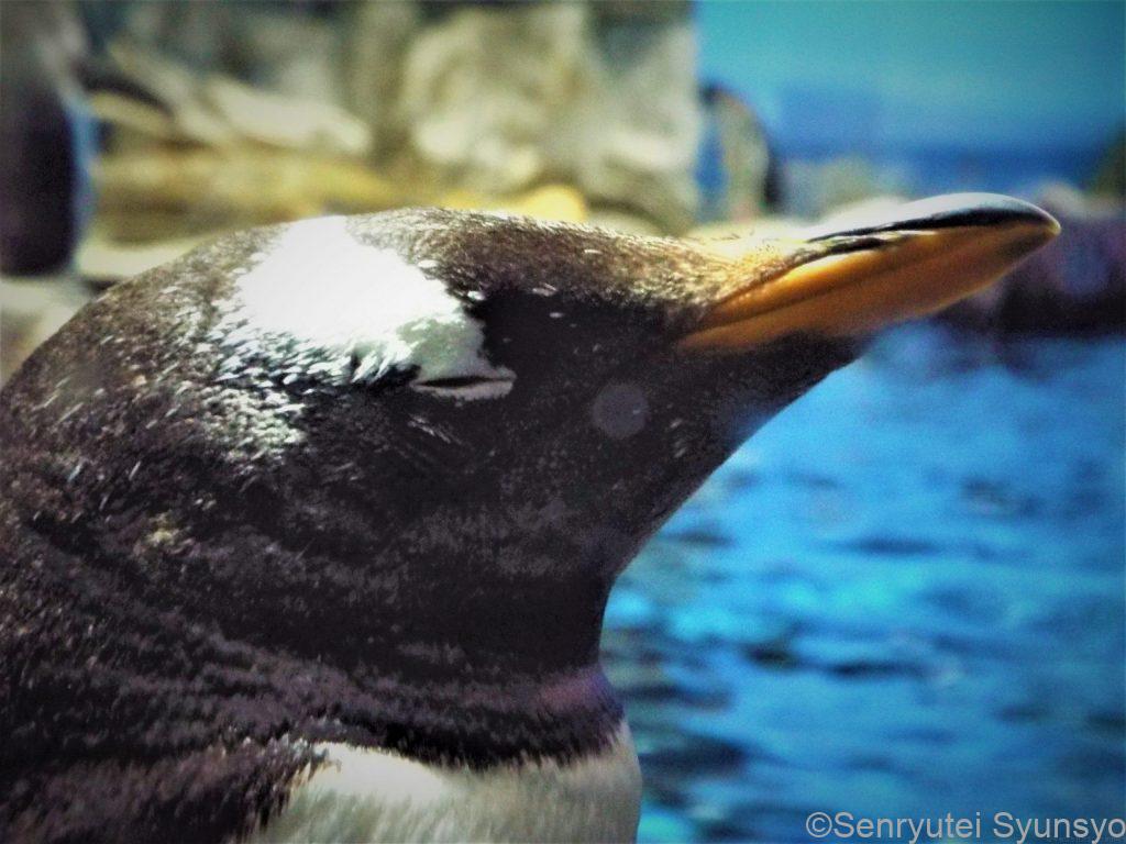 海響館ペンギン村の風景だったかと