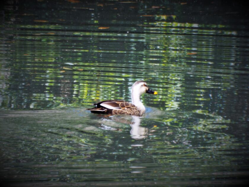 ちょっと濁った溜池。それが緑の反射で斯くも美しい。