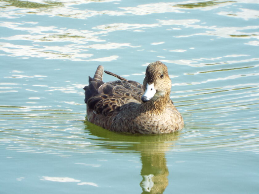 公園の池も住めば都