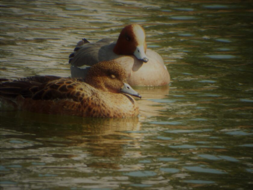 しっとりと寄り添う姿が素敵。