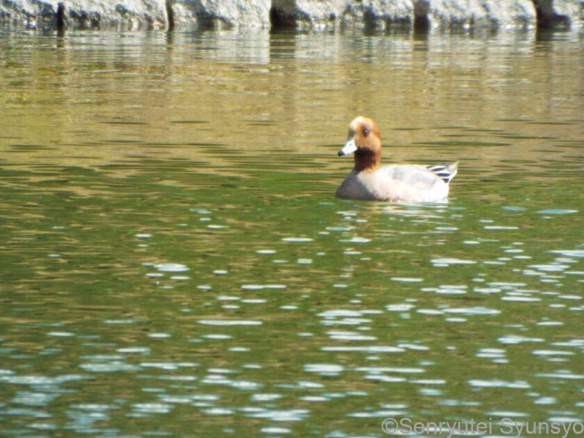 ちょっと孤独を気取ってみた