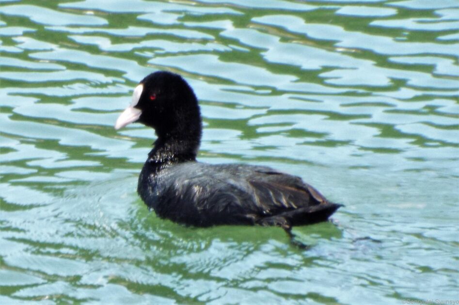 紅い眼がドス効いてます