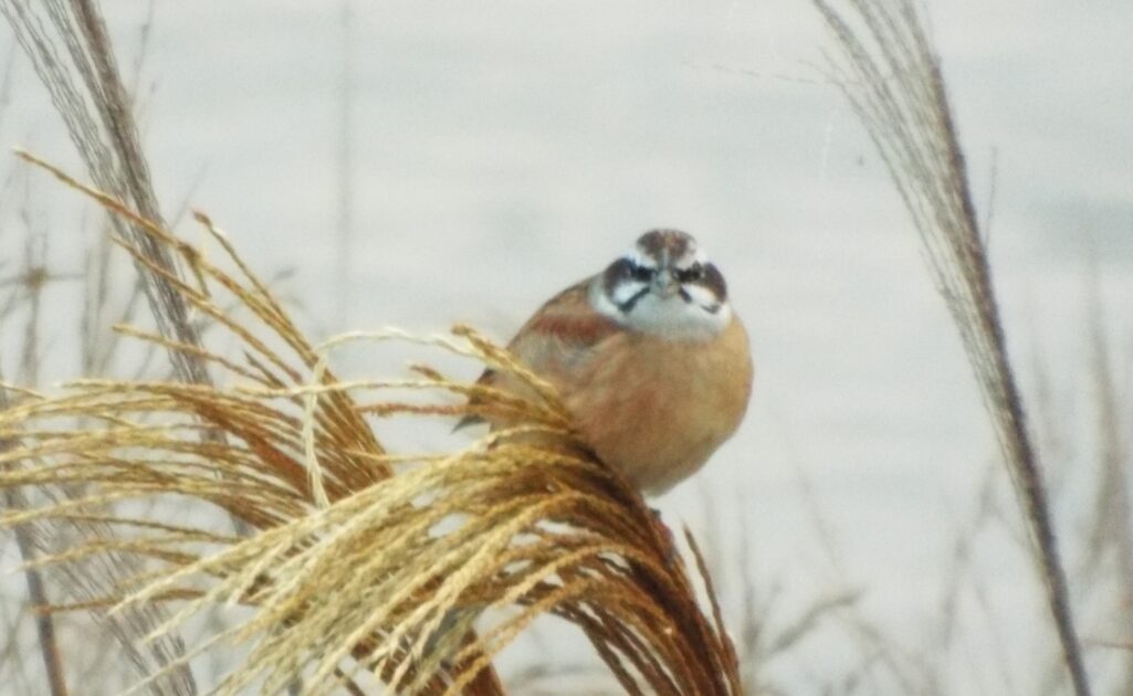 のん曰く「どっかのおじさんみたいな顔」