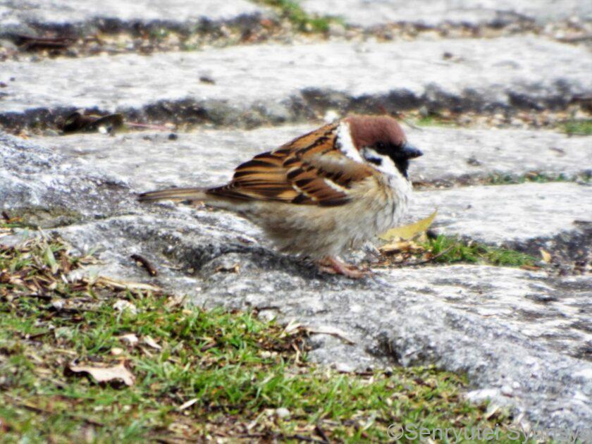 この庶民的な佇まいがいい。